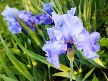 Close-up of purple iris flower on field