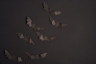 Birds flying over white background