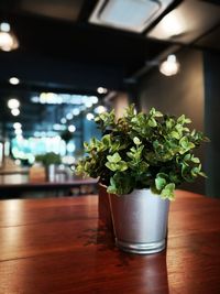 Close-up of potted plant on table