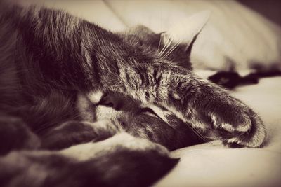 Close-up of cat sleeping