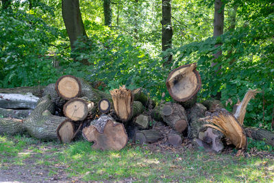 Stack of logs in forest