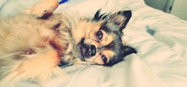 Portrait of dog lying down on bed at home
