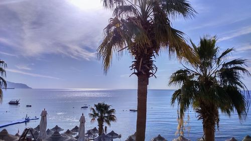 Palm trees on beach against sky