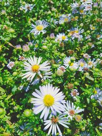 Close-up of white daisy flowers on field