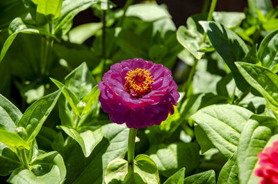 Close-up of red flower