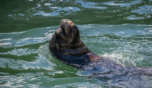 High angle view of seal swimming in sea