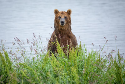 Brown bear in the lake looking in the camera 