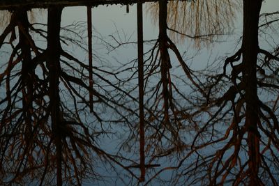 Bare trees against sky