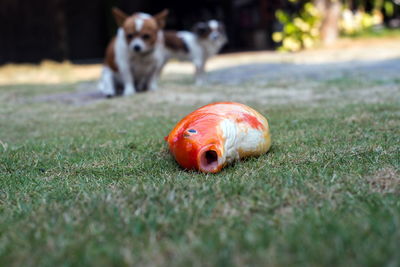 View of a dog on field