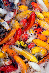 Full frame shot of multi colored fish in water