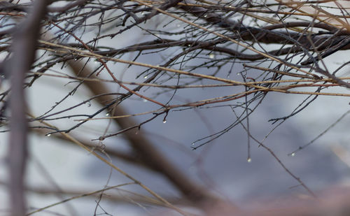 Close-up of dried plant