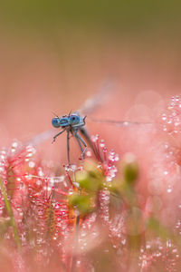 Close-up of insect on pink flower