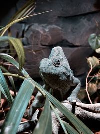 Close-up of a lizard