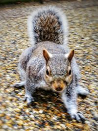Close-up of squirrel
