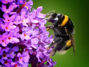 Close-up of bee on purple flower