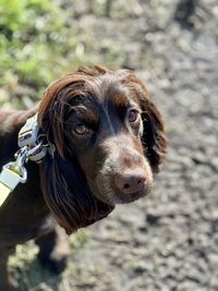 Close-up portrait of dog