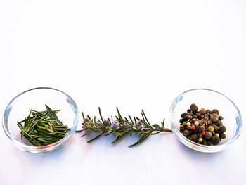 Close-up of plants against white background