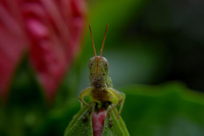 Close-up of grasshopper on bud