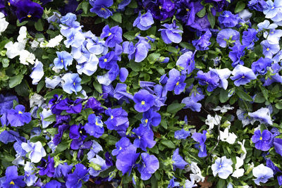 High angle view of purple flowering plants