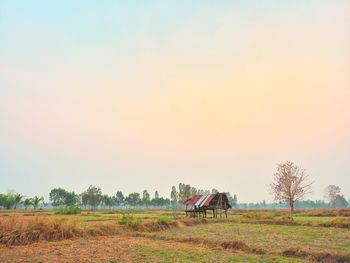 Scenic view of agricultural field against clear sky