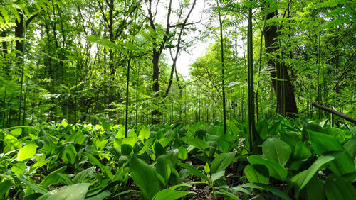 Trees in forest