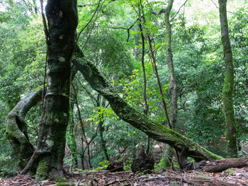 Trees growing in forest