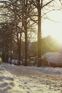 Trees in snow during winter