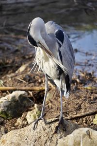 View of a bird on rock