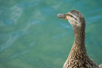 Close-up of a bird