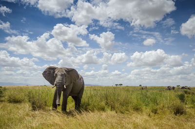 Elephant walking on grassy field against sky