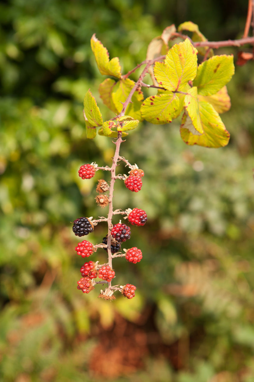 CLOSE-UP OF BERRIES GROWING ON PLANT