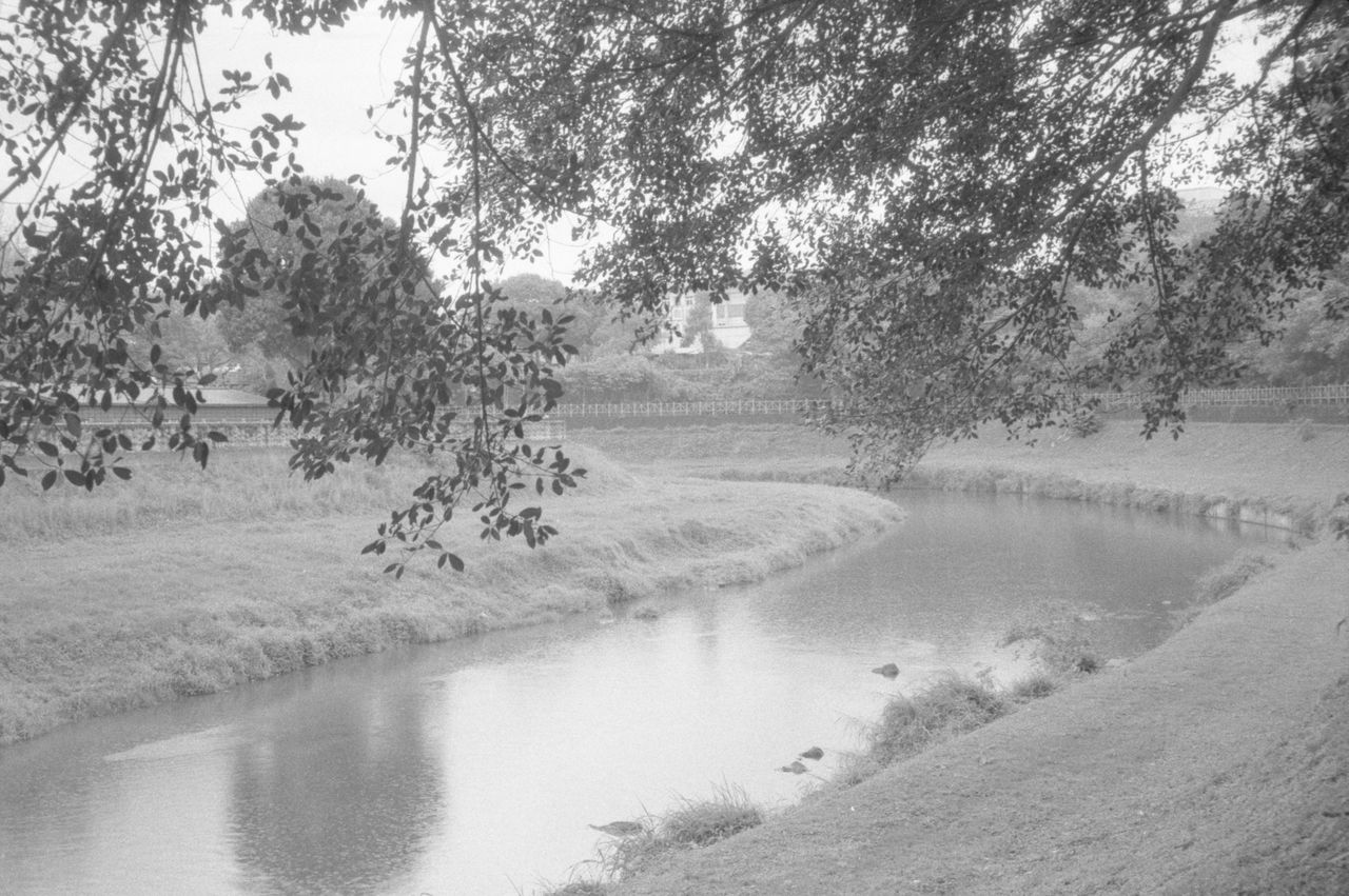 tree, plant, water, black and white, nature, tranquility, beauty in nature, scenics - nature, land, tranquil scene, landscape, day, monochrome photography, environment, no people, monochrome, growth, outdoors, sky, lake, non-urban scene, winter