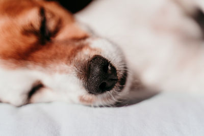 Close-up of dog resting on bed