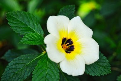 Close-up of flower blooming outdoors