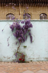 Low angle view of plant on the wall