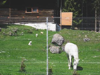 Horse and puppies on grassy field seen through fence