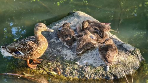 Close-up of duck on rock