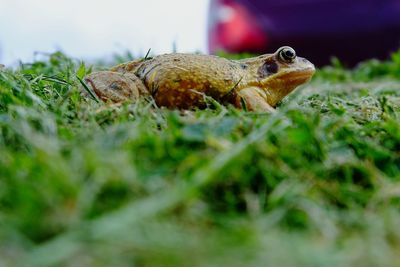 Close-up of lizard on grass