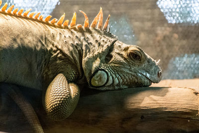 Close-up of eguana on wood