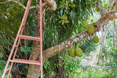 Plants growing on tree