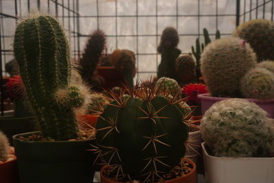 Close-up of cactus plants in pot