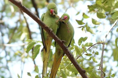 Low angle view of parrot perching on tree