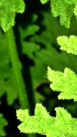 Close-up of green leaves