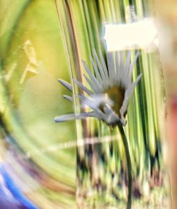 Close-up of flower against blurred background