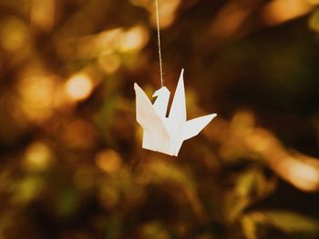 Close-up of paper decoration hanging outdoors