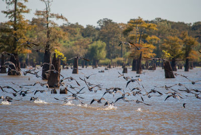 Birds flying over the swamp