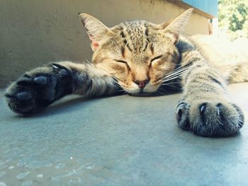 Portrait of cat resting on floor