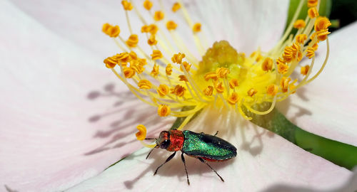 Close-up of insect on yellow flower