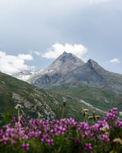 Scenic view of mountains with flowers in foreground