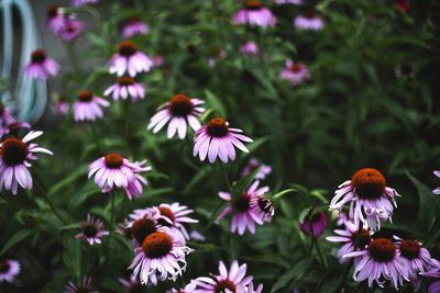 Close-up of purple coneflower blooming outdoors